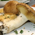 king trumpet mushroom